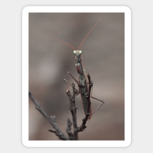 praying mantis Sticker